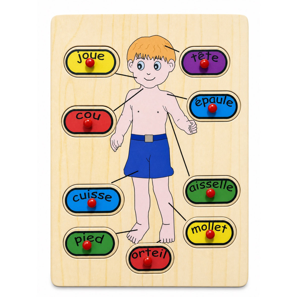 Puzzle en bois à boutons des parties du corps en français : tête, joue, cou, épaule, aisselle, cuisse, mollet, pied et orteil