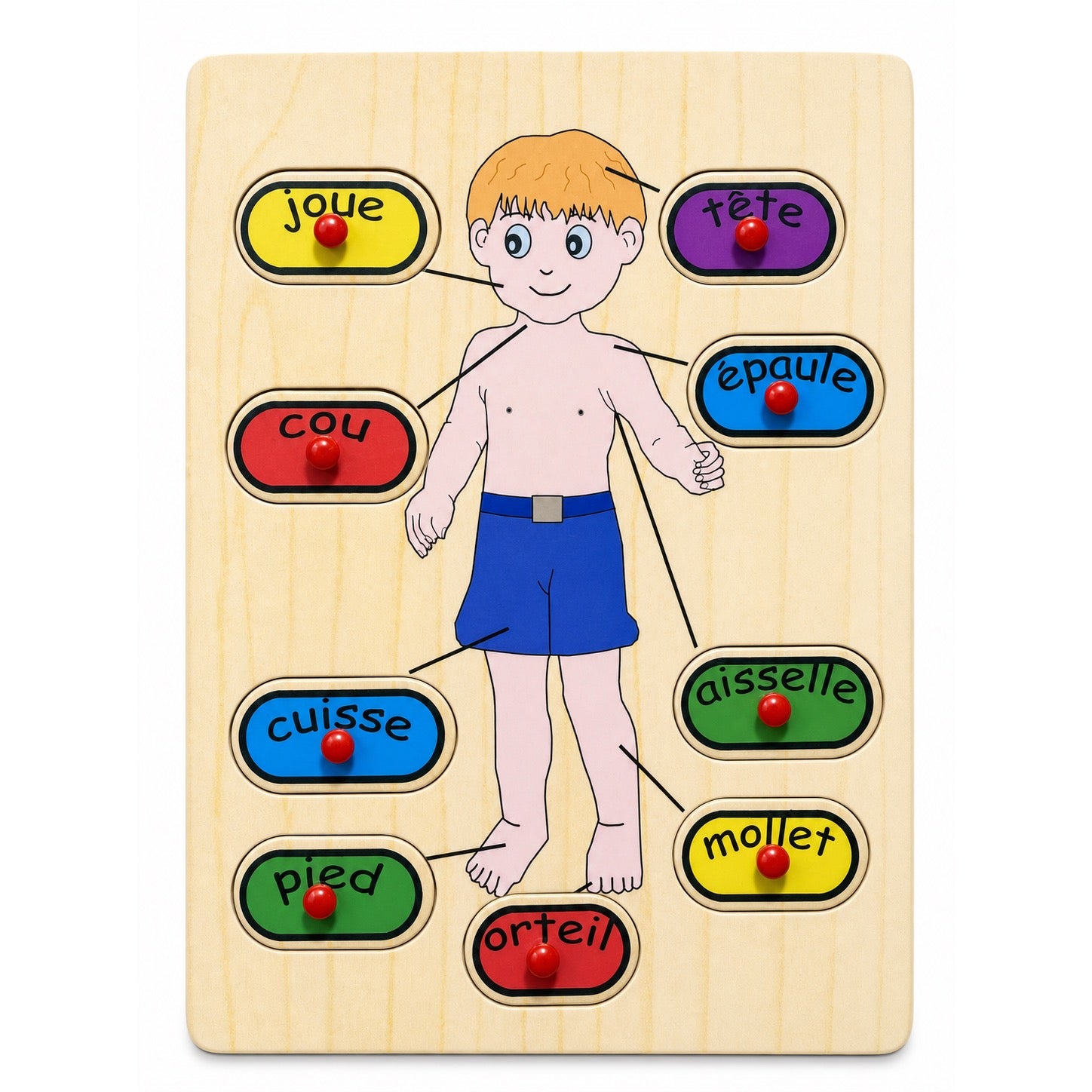 Puzzle en bois à boutons des parties du corps en français : tête, joue, cou, épaule, aisselle, cuisse, mollet, pied et orteil